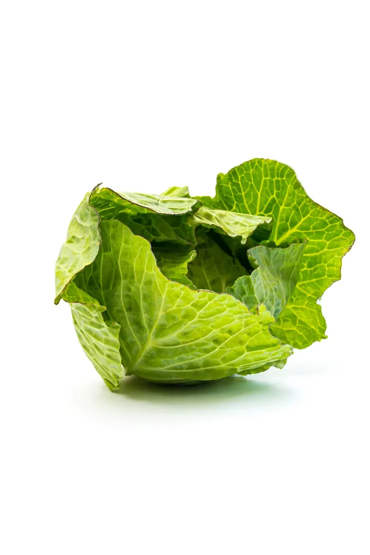 lechuga